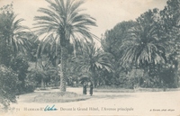 Carte postale Hammam-r-Hira - Algerie
