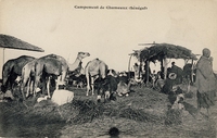 Carte postale Campement-de-Chameau - Sénégal