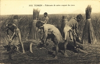 Carte postale Coupeur-de-Joncs - Tonkin