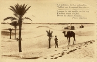 Carte postale Palmiers - Algérie