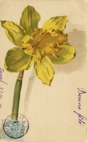 Carte postale Fleur-Jonquille - Fantaisie