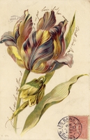 Carte postale Fleur-Tulipe - Fantaisie