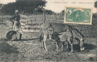 Carte postale Peri - Gambie