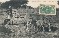 Carte postale Peri - Gambie