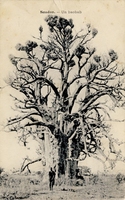 Carte postale Baobab - Soudan