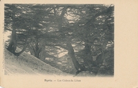 Carte postale Un-Cedre - Syrie