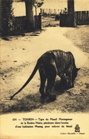 Carte postale Tigre - Tonkin