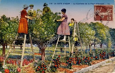 Carte postale ancienne Cote d'Azur — Non Localisée (Alpes-Maritimes)