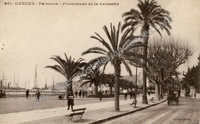 Carte postale ancienne Palmiers - Promenade de la Croisette — Cannes (Alpes-Maritimes)