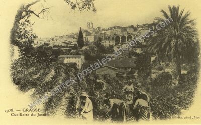 Carte postale ancienne Cueillette du Jasmin — Grasse (Alpes-Maritimes)