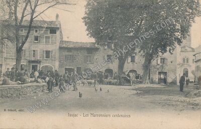 Carte postale ancienne Les Marronniers centenaires — Jaujac (Ardèche)