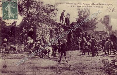 Carte postale ancienne Colonie de Vacances des Petits Parisiens - On secoue les Pruniers — Mur-de-Barrez (Aveyron)