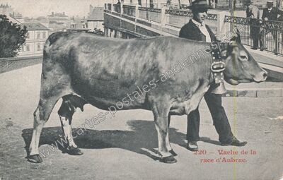 Carte postale ancienne Race d'Aubrac — Non Localisée (Aveyron)