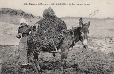 Carte postale ancienne Ile d'Oleron — Non Localisée (Charente-Maritime)
