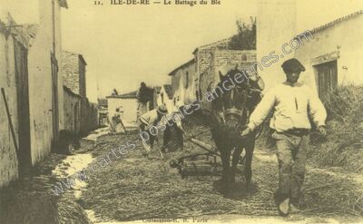 Carte postale ancienne Ile de Re — Non Localisée (Charente-Maritime)