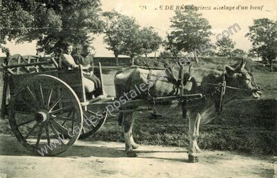 Carte postale ancienne Ile de Re — Non Localisée (Charente-Maritime)