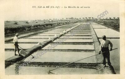 Carte postale ancienne Ile de Re — Non Localisée (Charente-Maritime)