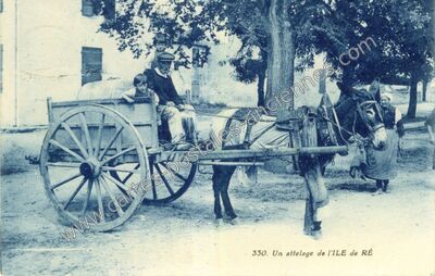 Carte postale ancienne Ile de Re — Non Localisée (Charente-Maritime)