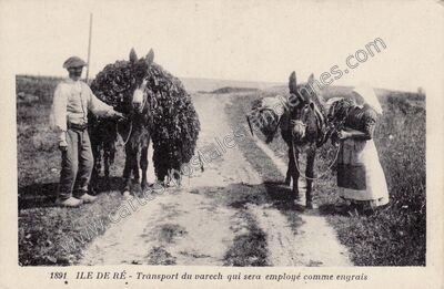 Carte postale ancienne Ile de Re — Non Localisée (Charente-Maritime)