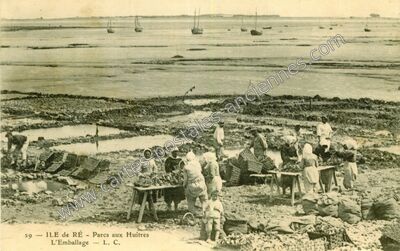 Carte postale ancienne Ile de Re — Non Localisée (Charente-Maritime)