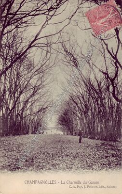 Carte postale ancienne La Charmille du Ganion — Champagnolles (Charente-Maritime)