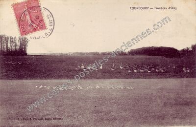 Carte postale ancienne Troupeau d'Oies — Courcoury (Charente-Maritime)