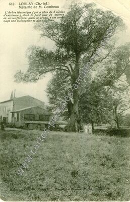 Carte postale ancienne L'Arbre historique — Loulay (Charente-Maritime)