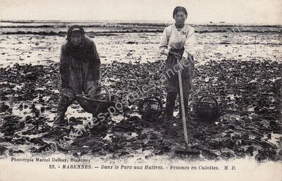 Carte postale ancienne Dans le Parc aux Huitres. - Femmes en Culottes — Marennes (Charente-Maritime)