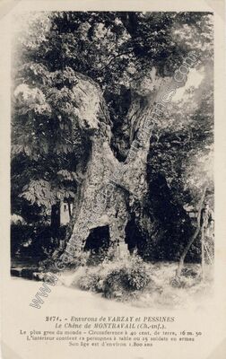 Carte postale ancienne Chene de Montravail — Pessines (Charente-Maritime)