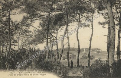 Carte postale ancienne Pins de Puyravaud et Terre-Nègre — Royan (Charente-Maritime)