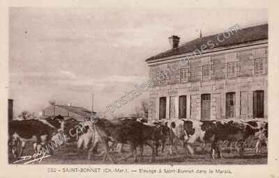 Carte postale ancienne St Bonnet — Saint-Bonnet-sur-Gironde (Charente-Maritime)
