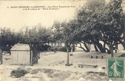 Carte postale ancienne Les Vieux Tamaris du Trier et la Boutique de “ Marie du Suçon ” — Saint-Georges-de-Didonne (Charente-Maritime)