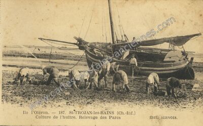 Carte postale ancienne Culture de l'huître. Relevage des Parcs — Saint-Trojan-les-Bains (Charente-Maritime)