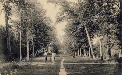 Carte postale ancienne L'Allée du Château — Tesson (Charente-Maritime)