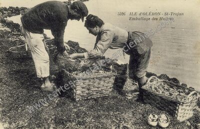 Carte postale ancienne Emballage des Huitres — Saint-Trojan-les-Bains (Charente-Maritime)