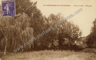 Carte postale ancienne Sous bois - Etude — Saint-Georges-de-Didonne (Charente-Maritime)