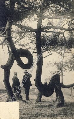 Carte postale ancienne Arbres déformés de la Grande Côte — Royan (Charente-Maritime)