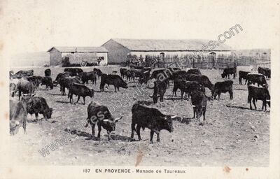 Carte postale ancienne En Provence — Non Localisée (Bouches-du-Rhône)
