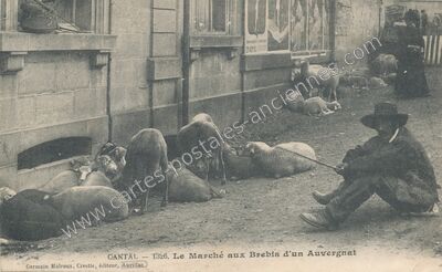 Carte postale ancienne Le Marché aux Brebis d'un Auvergnat — Aurillac (Cantal)