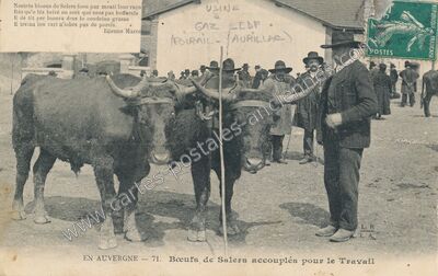 Carte postale ancienne Bœufs de Salers accouplés pour le Travail — Aurillac (Cantal)