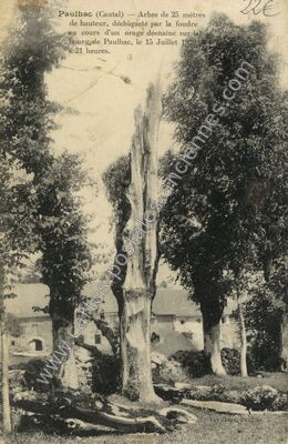 Carte postale ancienne Arbre de 25 mètres de hauteur — Paulhac (Cantal)
