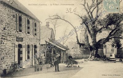 Carte postale ancienne Le Tilleul 3 fois centenaire — Maussac (Corrèze)