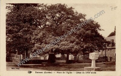Carte postale ancienne Place de l'Eglise - Chêne du XVIIe siècle — Tarnac (Corrèze)