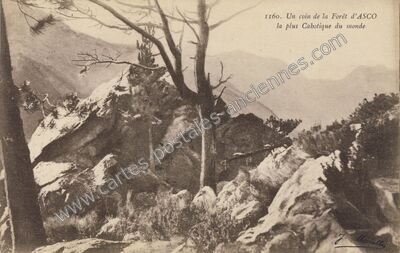 Carte postale ancienne Un coin de la Forêt d'ASCO la plus Cabotique du monde — Asco (Haute-Corse)