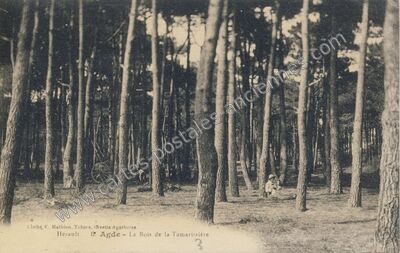 Carte postale ancienne Le Bois de la Tamarissière — Agde (Hérault)