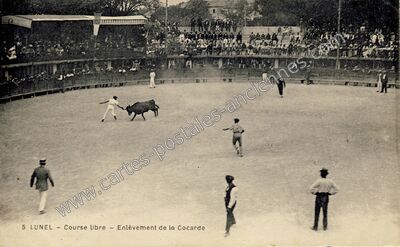 Carte postale ancienne Course libre - Enlèvement de la Cocarde — Lunel (Hérault)