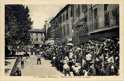 Carte postale ancienne Taureau de 11 h. sur la place — Lunel (Hérault)