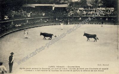 Carte postale ancienne Course libre — Lunel (Hérault)