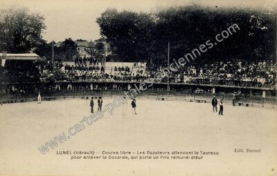 Carte postale ancienne Course libre - Les Razeteurs attendent le Taureau pour enlever la Cocarde — Lunel (Hérault)