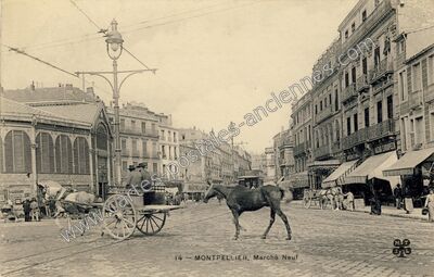 Carte postale ancienne Marché Neuf — Montpellier (Hérault)